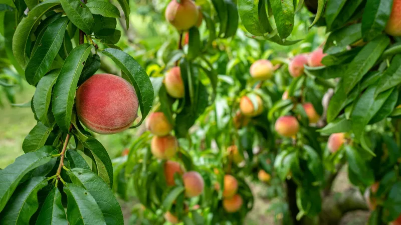 Grafting for Glory: Why a Growing Wave of American Farmers Is Ditching Commercial Peach Varieties for Himalayan Genetics