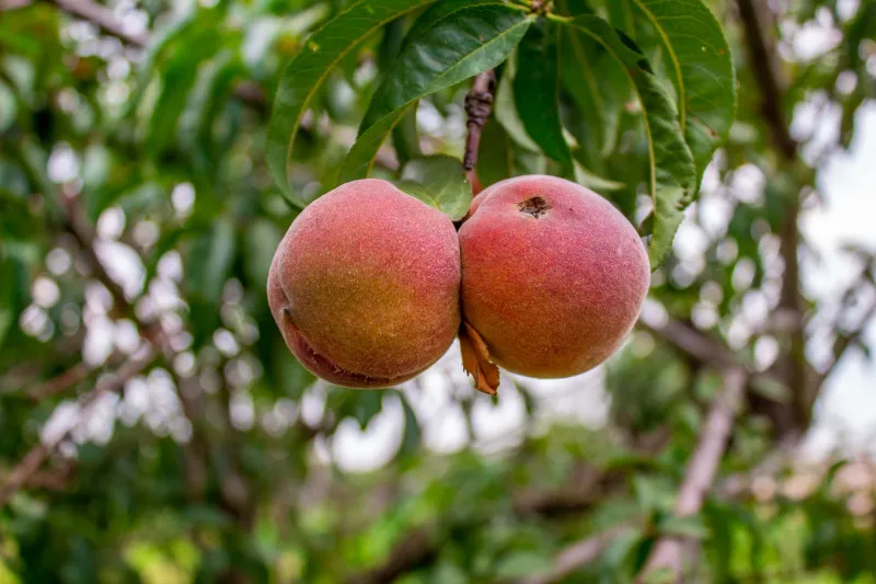 Ditching the Grocery Store Staple: How American Home Cooks Fell Hard for Himalayan Peaches