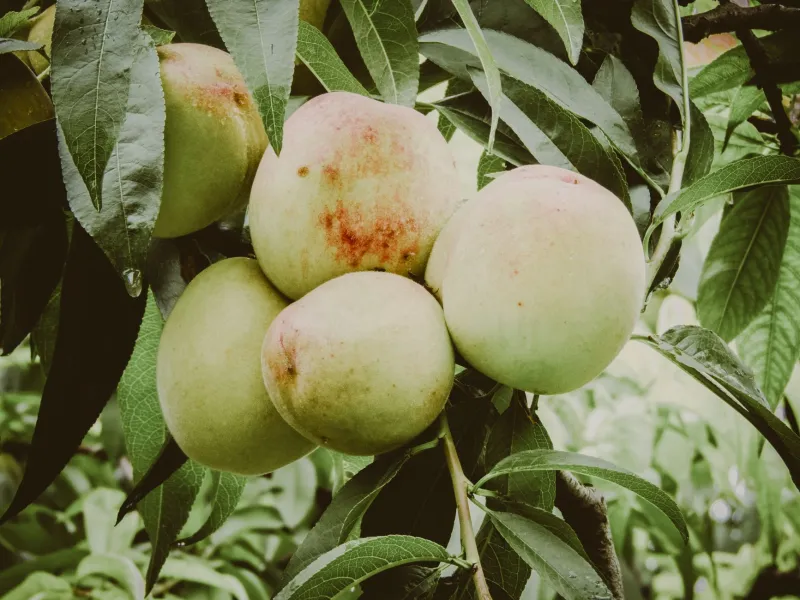 Why American Peach Season Is Too Short — And What Indian Harvest Wisdom Can Do About It