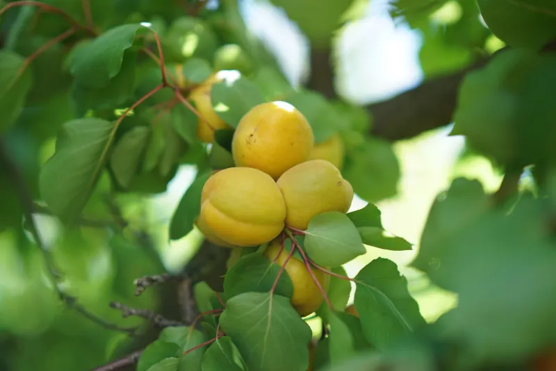 Grow Your Own Himalayan-Inspired Peach Orchard: A Region-by-Region Guide for American Home Gardeners