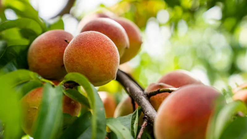 Backyard Gold: Why Himalayan Peach Cultivars Are Winning Over American Gardeners — But Can't Crack the Supermarket