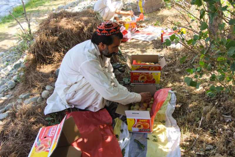 Lessons from the Himalayas: How Indian Peach Farmers Are Beating Climate Change (And What You Can Steal for Your Backyard)