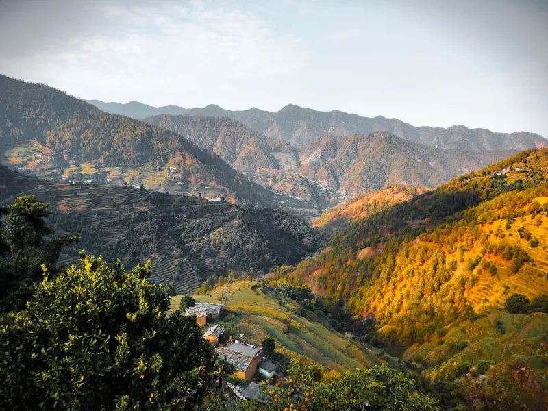 What Makes a Himalayan Peach So Unforgettable? The Science and Soul Behind India's Alpine Fruit