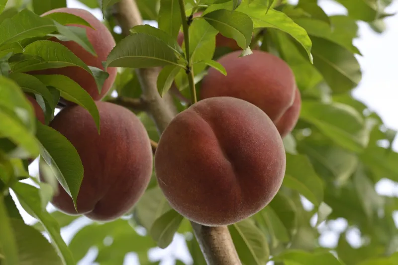 No Chemicals, No Problem: What Himalayan Peach Growers Know About Organic Farming That American Gardeners Don't