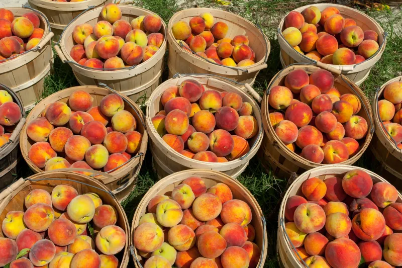 Sip, Sniff, Bite: A Home Cook's Guide to Tasting the Himalayas Through Every Peach